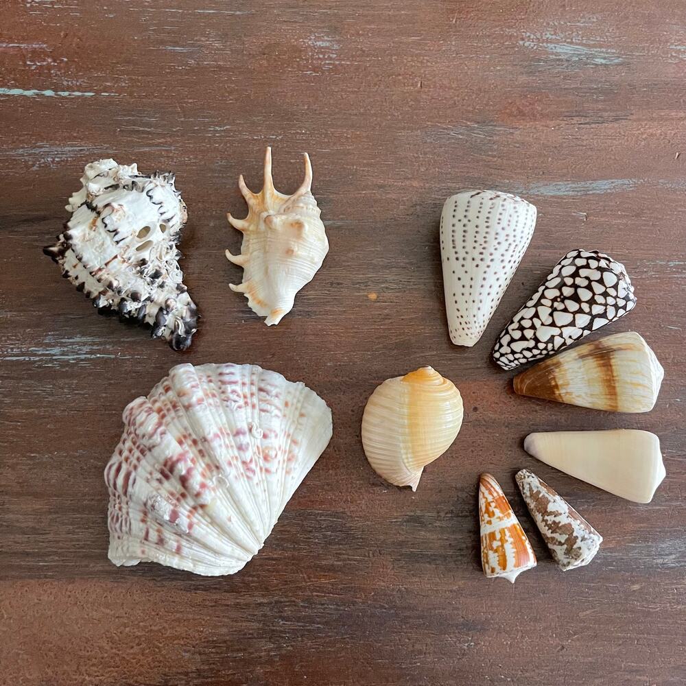 SHEASHELL Mixed Selection 10 Seashells